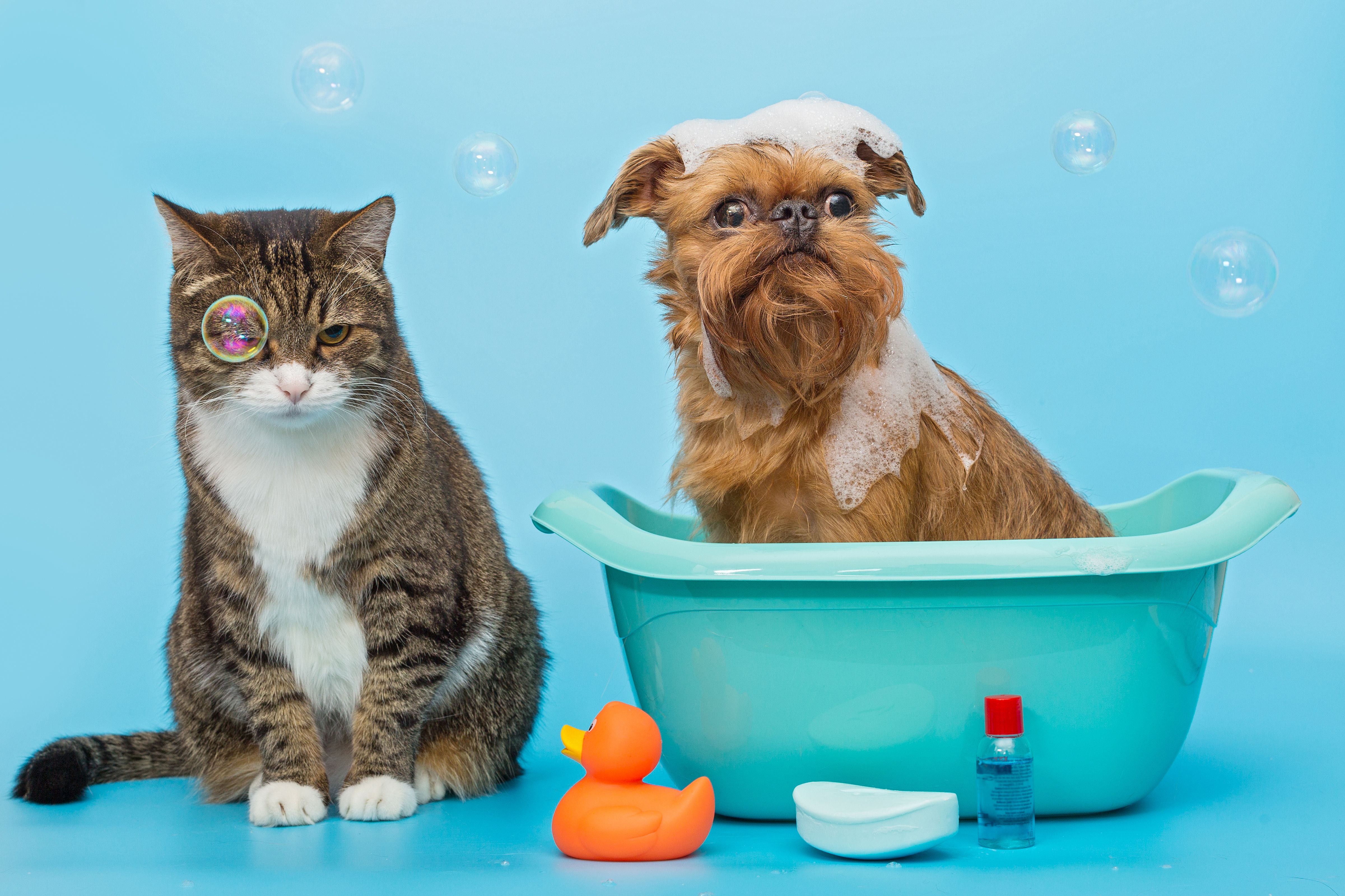 Gato Cão - Cianorte