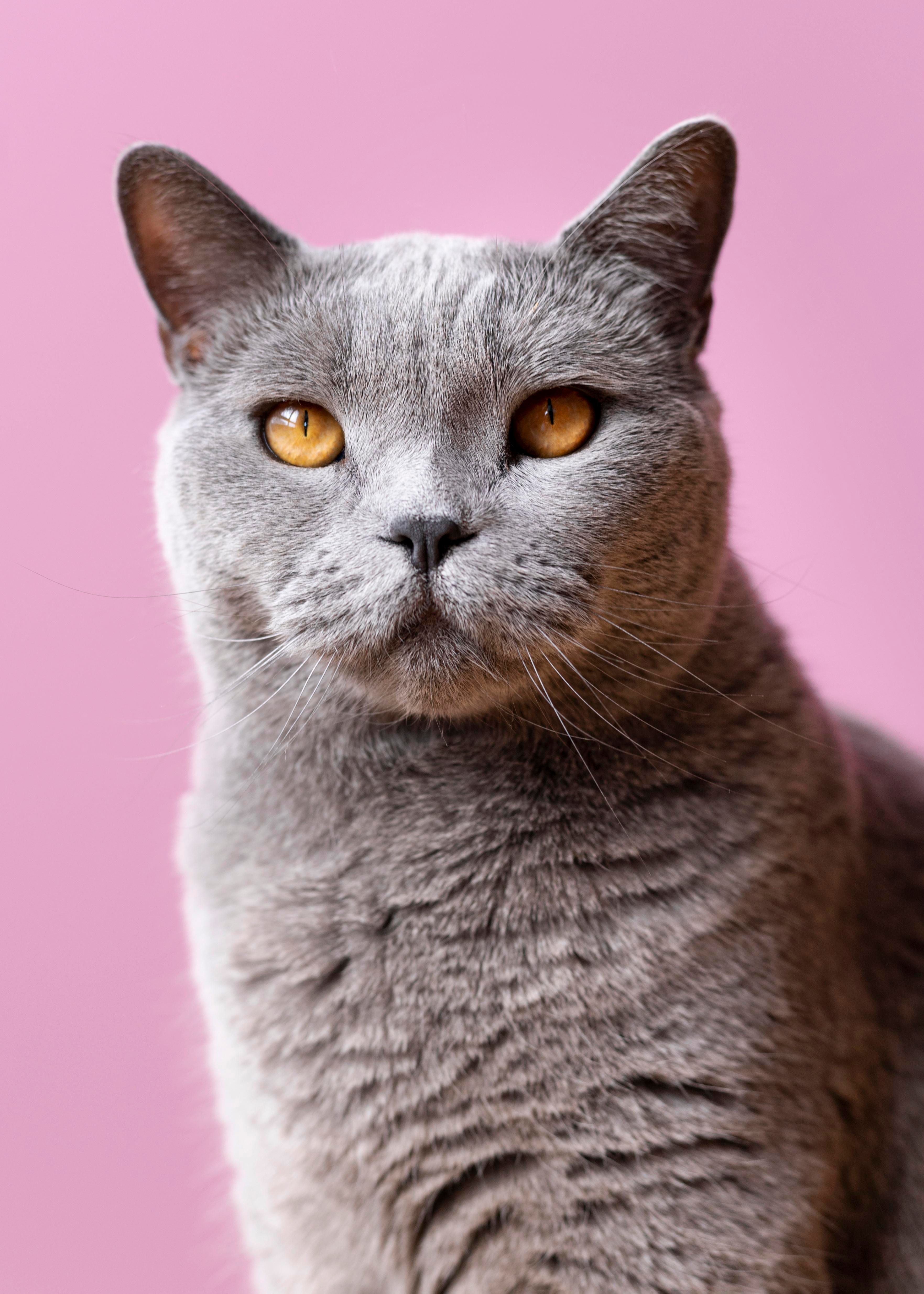 Gato Cão - Cianorte